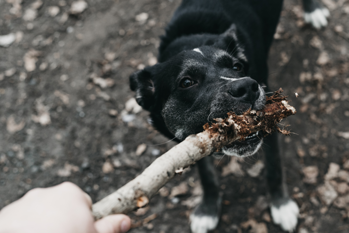 Dog Bite Injury Attorney - Siesky Law Firm, PC